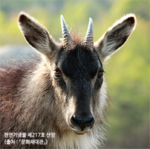 천연기념물 제217호 산양(출처 : 『문화재대관』)
