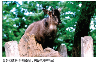 북한 대홍단 산양(출처 : 평화문제연구소)