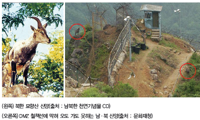 (왼쪽) 북한 묘향산 산양(출처 : 남북한 천연기념물 CD), (오른쪽) DMZ 철책선에 막혀 오도 가도 못하는 남·북 산양(출처 : 문화재청)