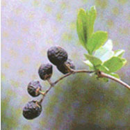 쥐똥나무의 열매