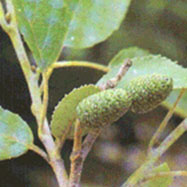 오리나무의 열매