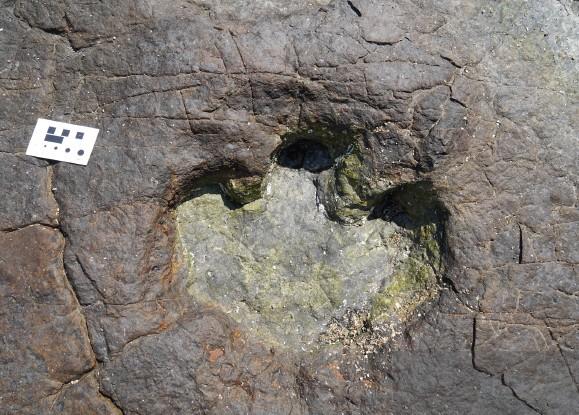 A Mystical Island Once Home to Herds of Ornithopod Dinosaurs4