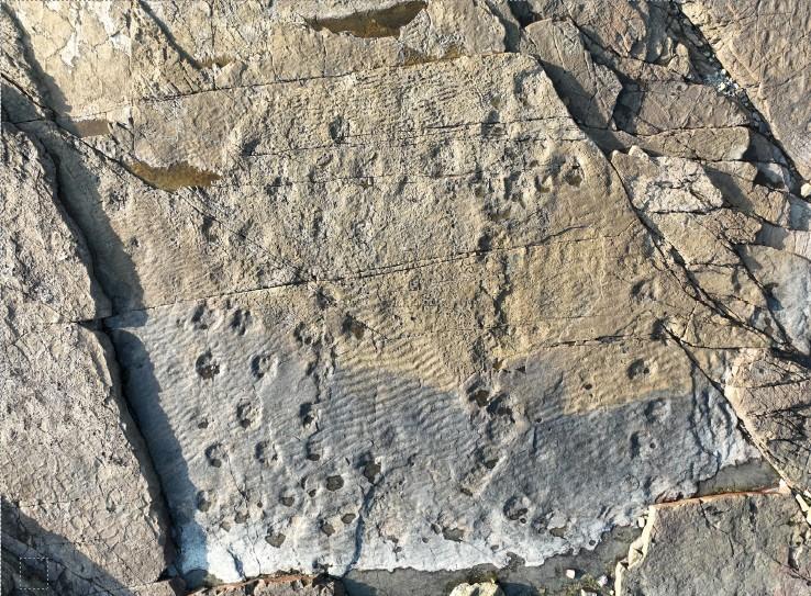 A Mystical Island Once Home to Herds of Ornithopod Dinosaurs10