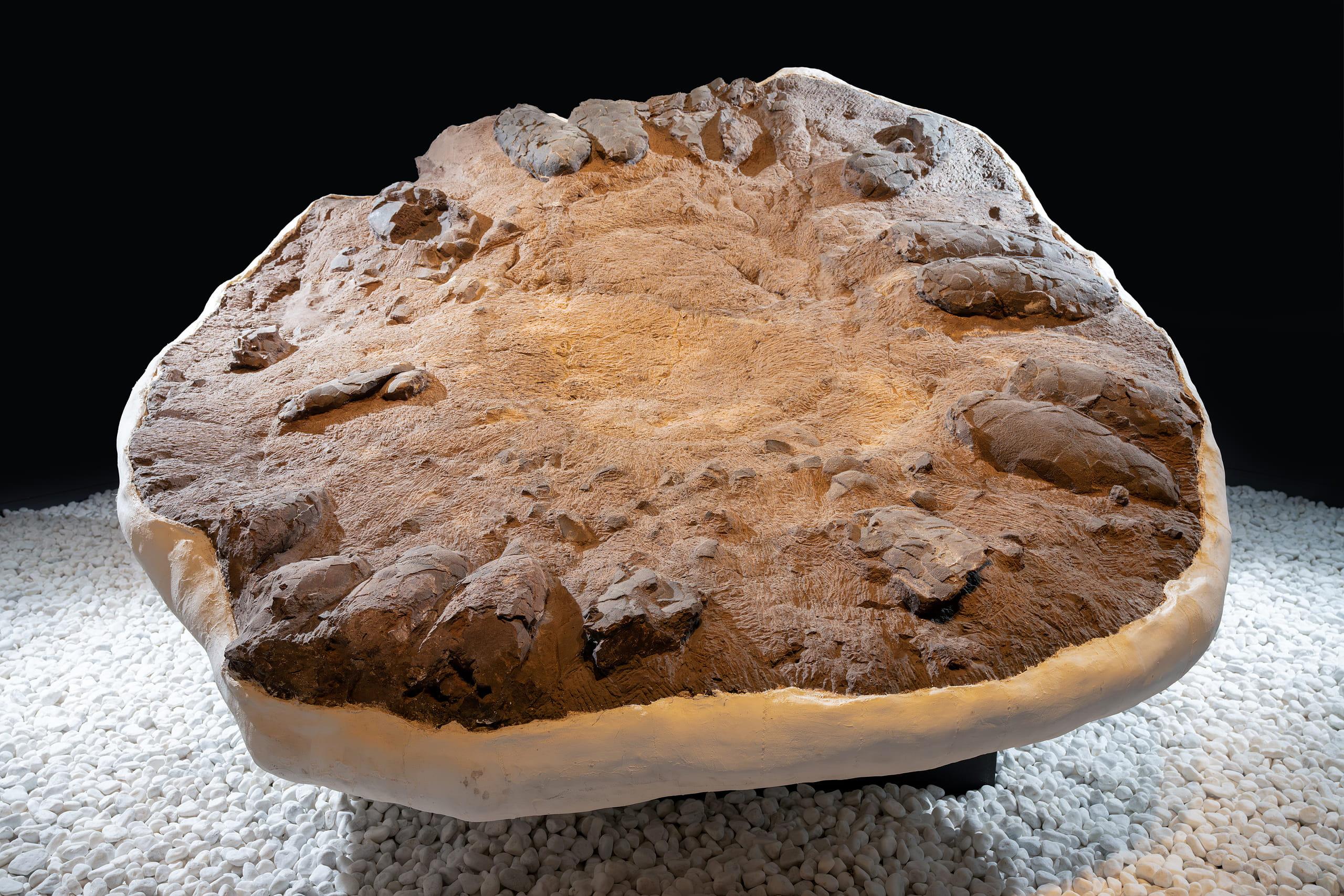 Exploring Earth&rsquo;s History Beginning with Dinosaur Eggs7
