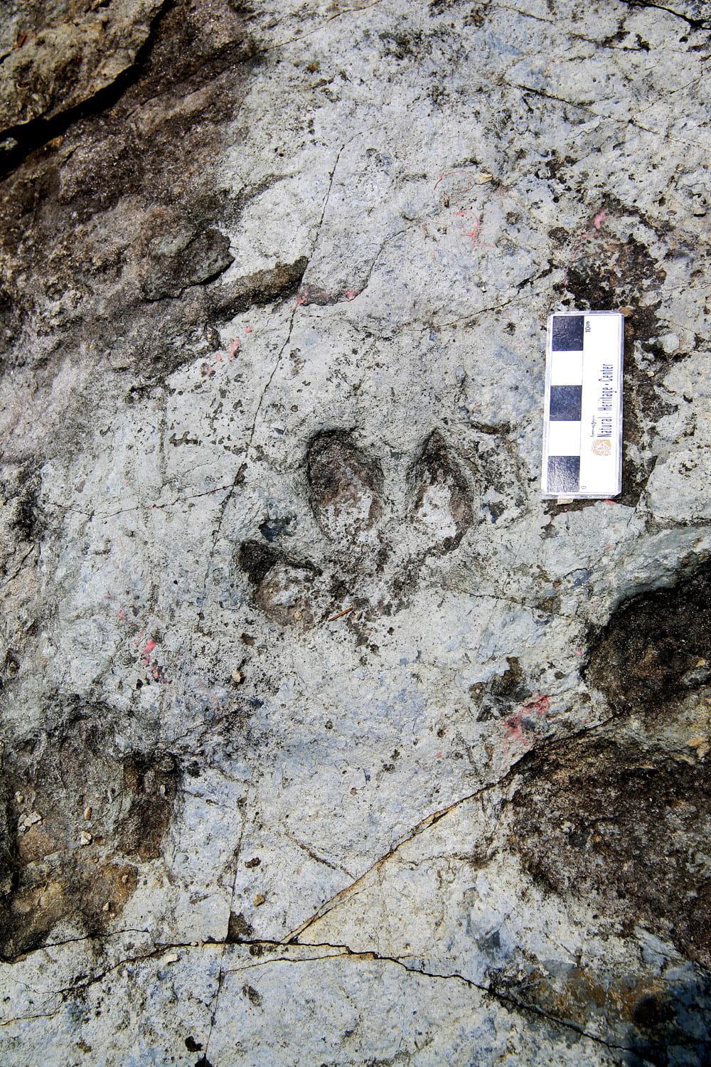 Traces Left from a Journey by Theropod Dinosaurs3