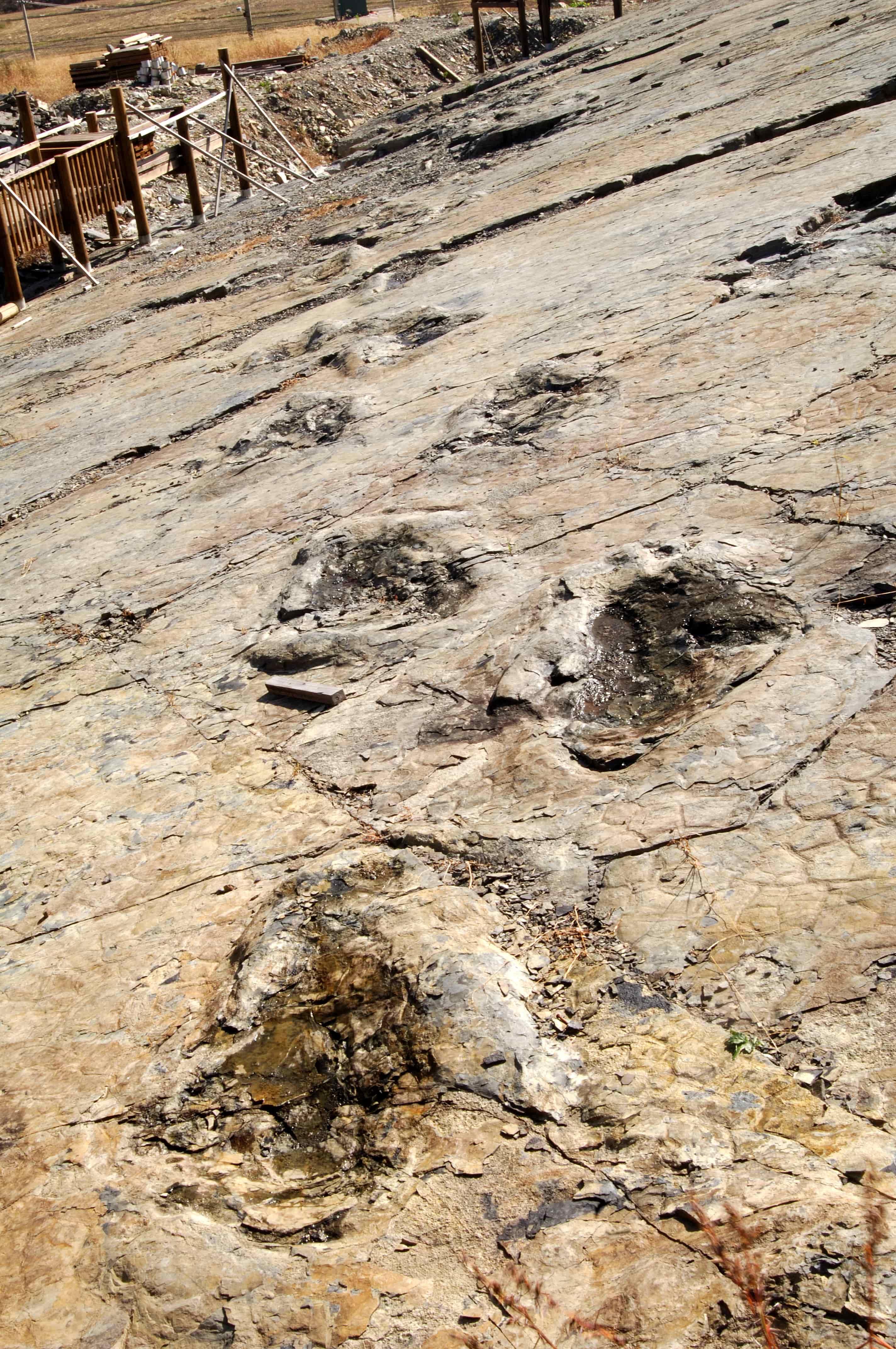 Traces Left from a Journey by Theropod Dinosaurs5