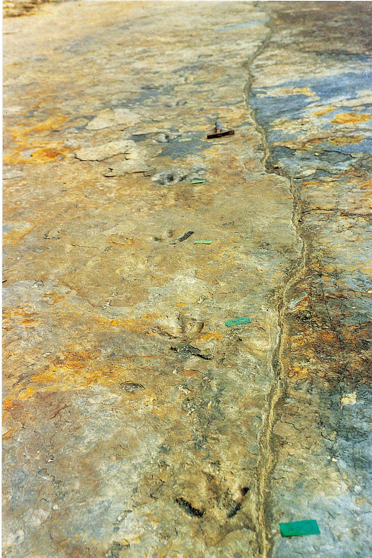 Traces Left from a Journey by Theropod Dinosaurs7
