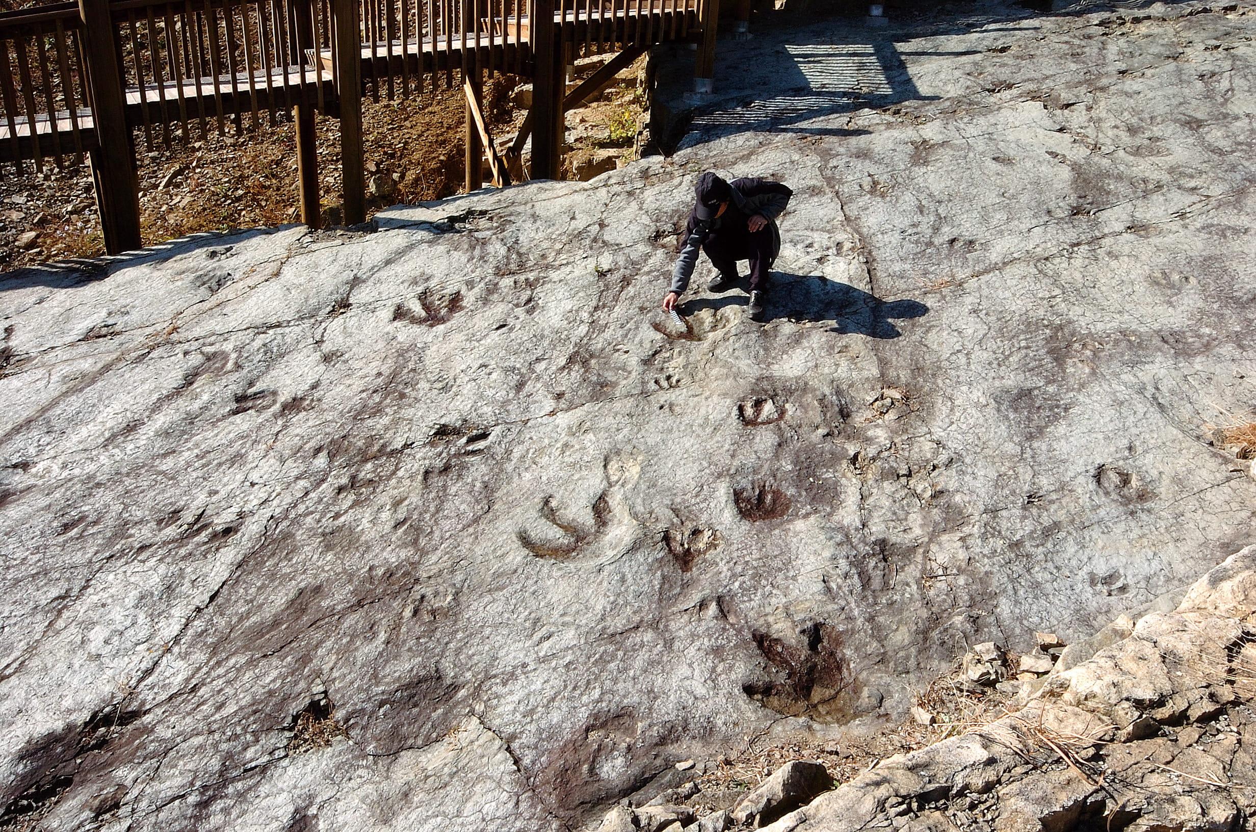 Traces Left from a Journey by Theropod Dinosaurs8