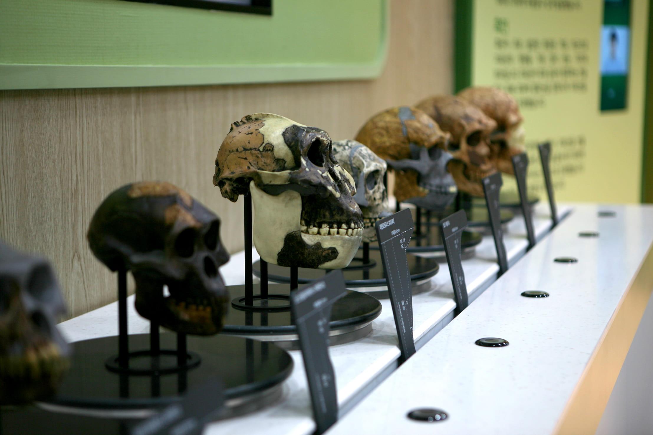 Coexistence of Birds and Sauropods3