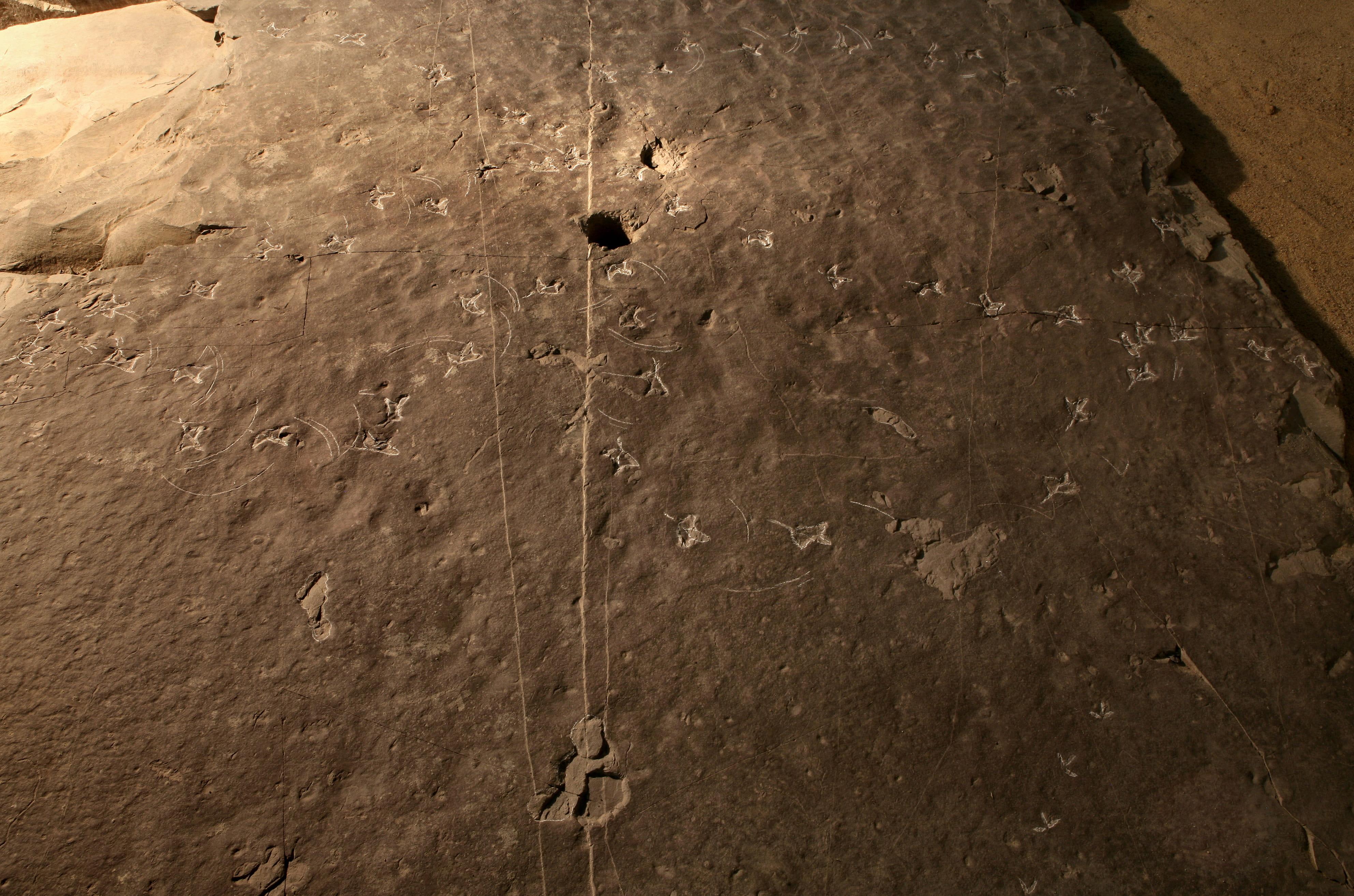 Coexistence of Birds and Sauropods7