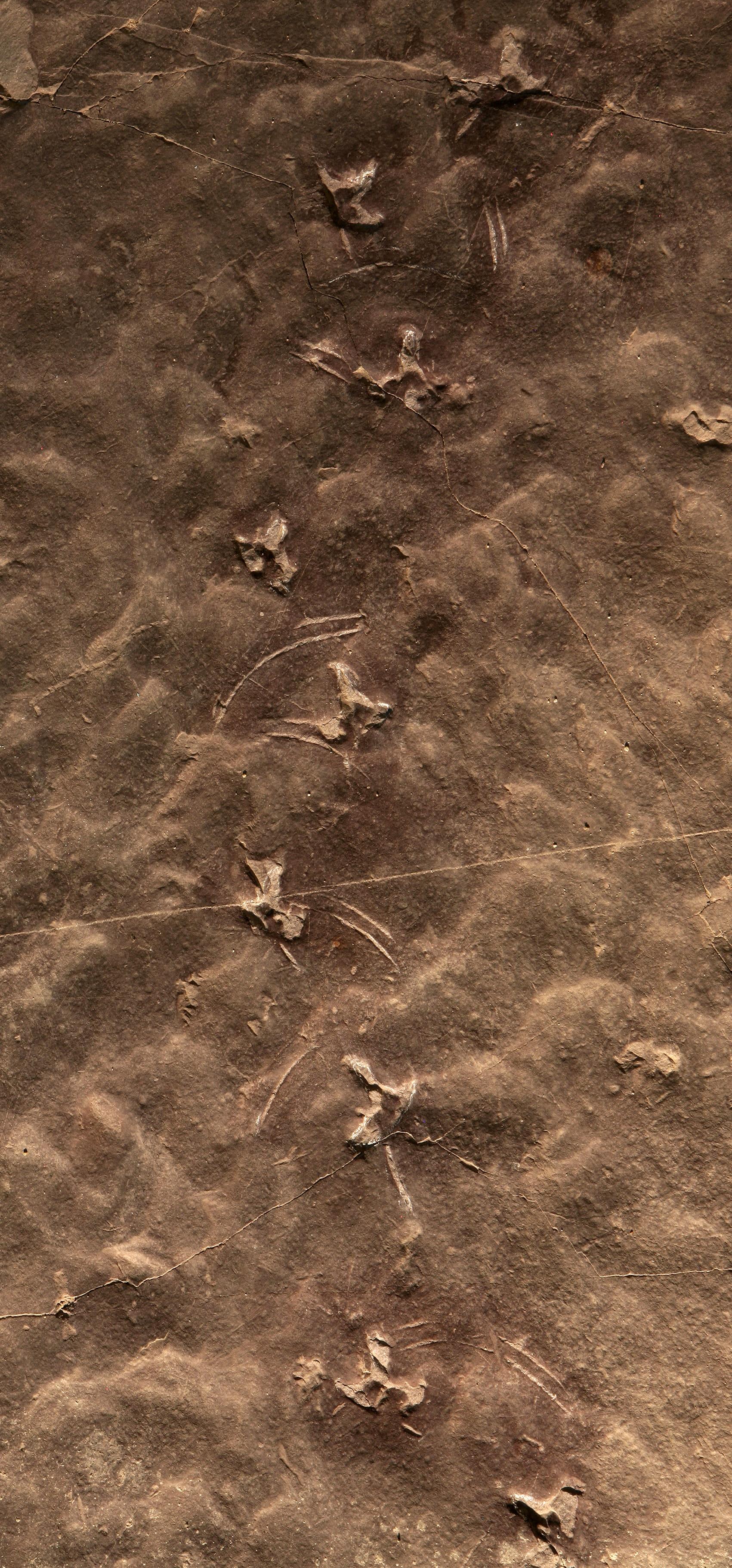 Coexistence of Birds and Sauropods8