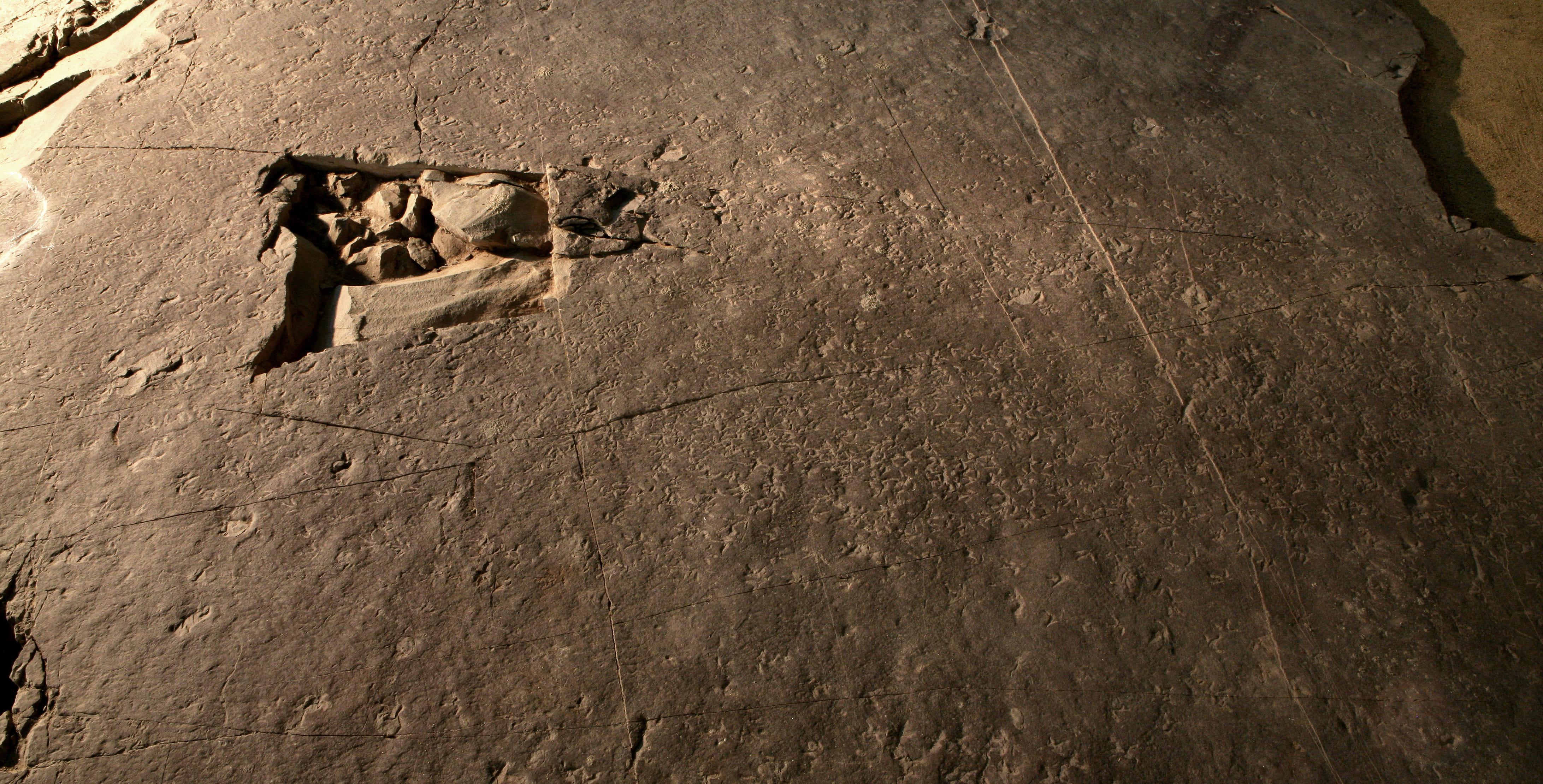 Coexistence of Birds and Sauropods9