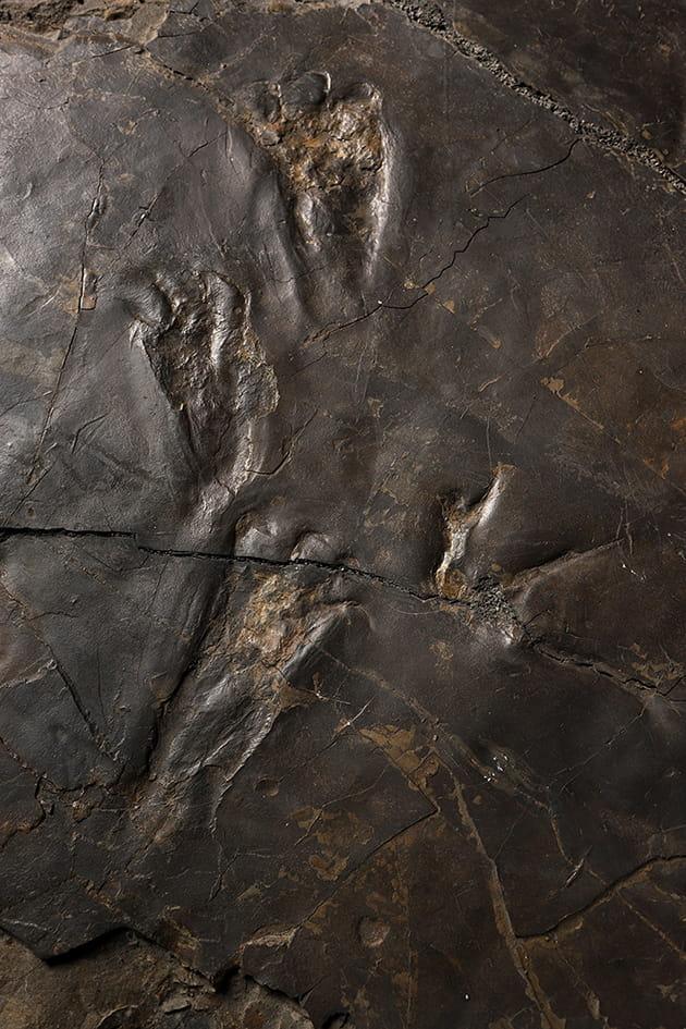 Coexistence with Pterosaurs3