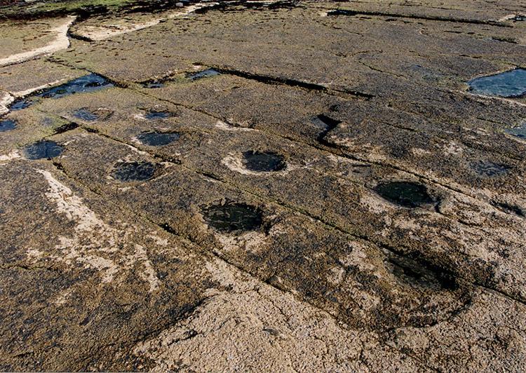 Land of Time: Traces of Sauropod and Ornithopod Dinosaurs Preserved in Sangjogam3