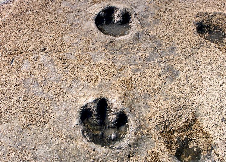 Land of Time: Traces of Sauropod and Ornithopod Dinosaurs Preserved in Sangjogam5